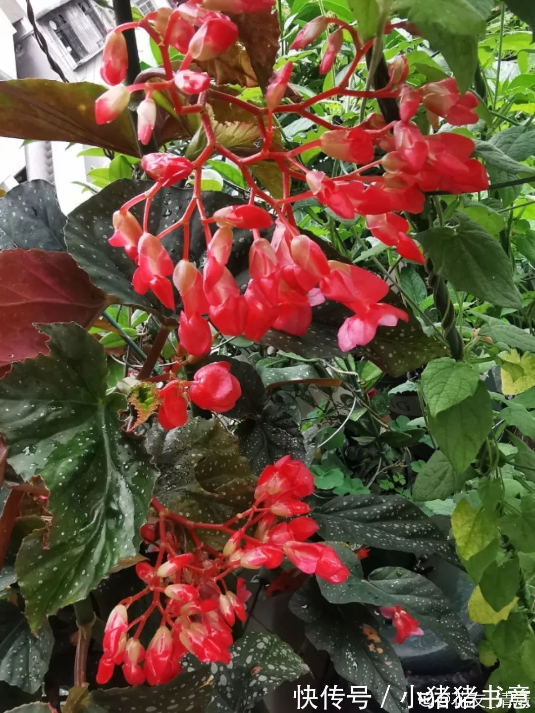 超好养的18种植物,第一名竟然是它!绿萝只能排倒数