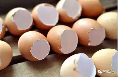 4种垃圾不会分类别担心,埋在花盆底,叶子绿得直滴油!