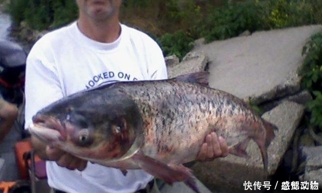 顿口|公开秘籍!“鲢鳙九阴真经”送给爱钓鲢鳙的你!