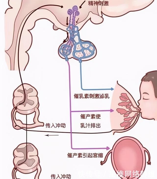 母乳喂养|产后减肥会影响奶水质量吗?注意这两点,减肥和母乳喂养两不耽误