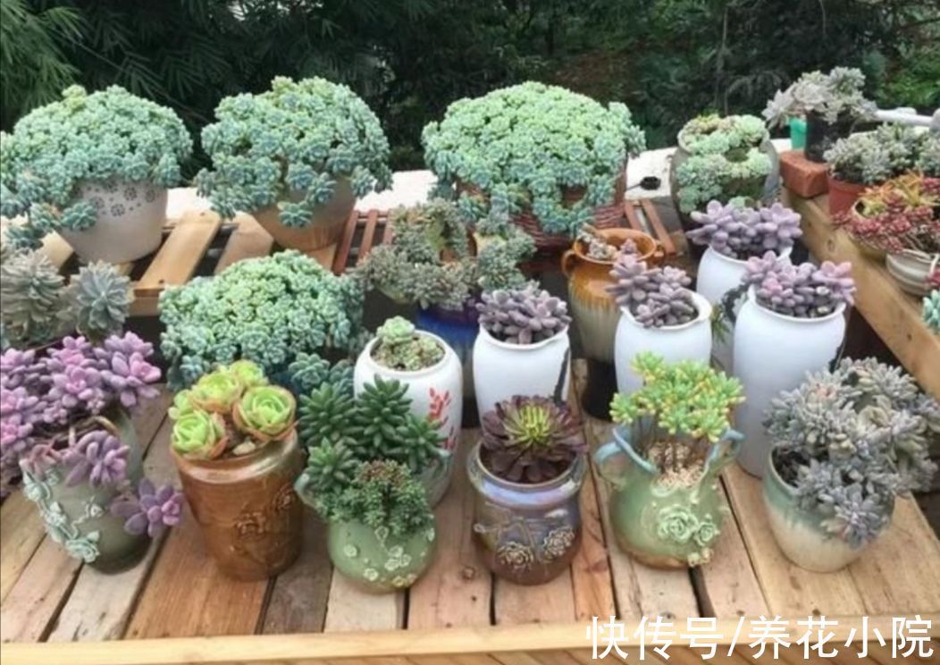 5种常见的“花卉植物”,总是出现烂根,原来问题出在浇水上