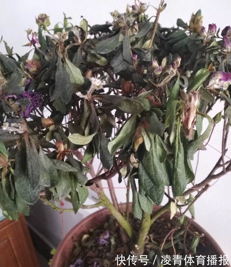 养不好5种植物,就要赶紧“跳坑”,不然买多少、死多少