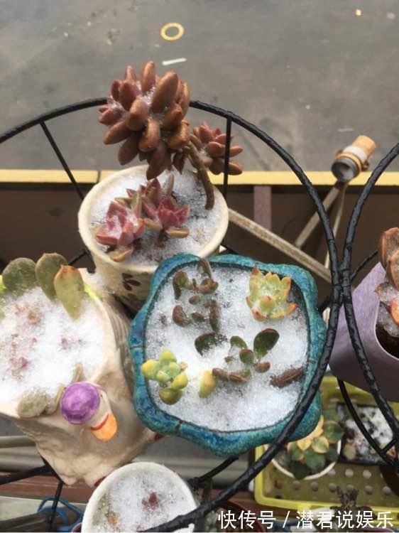 浇水|多肉一化水就死,邻居奶奶这样处理,才第三天叶子就翠绿了