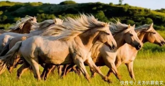 草包|中国古代七大宝马，照夜玉狮子只排第七，排第一的主人是个大草包