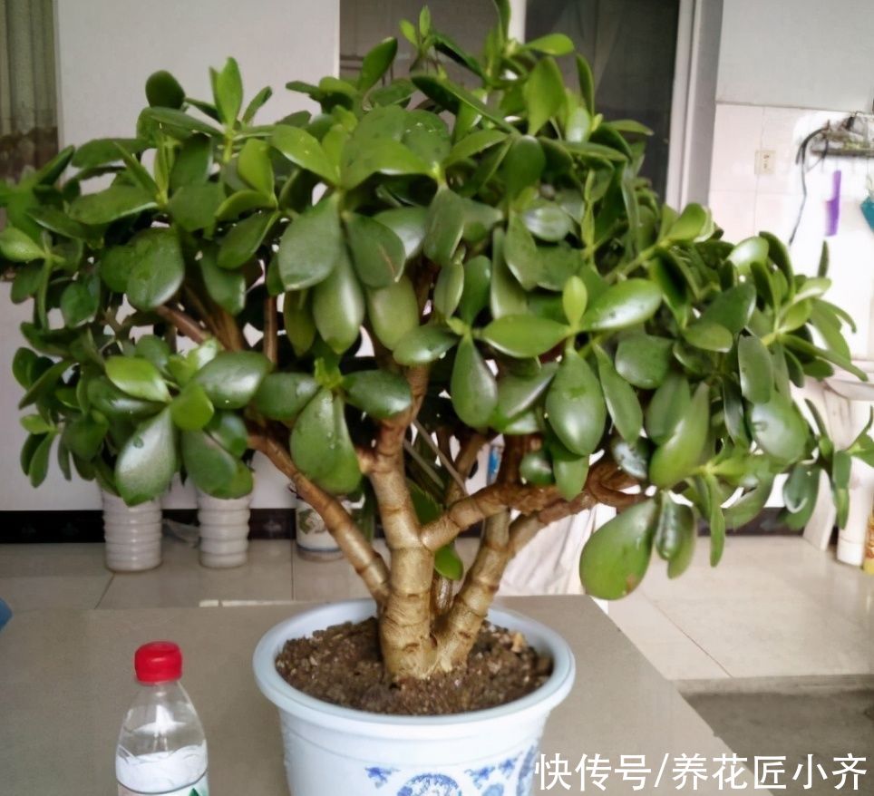 树形|不喜欢小型多肉？养这两种试试，养成树形老桩才好看，而且很好养