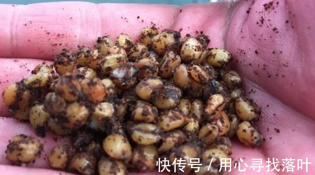 打隔夜窝也不能保证上鱼！钓位、窝料你都算准了吗！