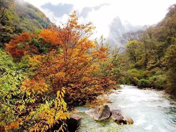 11月错过了亚洲最大红叶区，就相当于错过了整个秋天