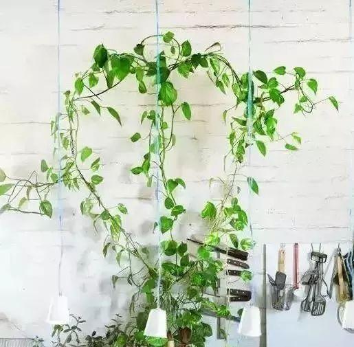 瀑布|婆婆在家用绳子养绿萝,全家人都笑话,结果家里变成绿森林