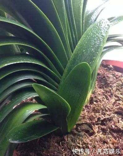 君子兰浇点“薄肥水”,疯长如白菜,冒出十个芽,变成“大群兰”