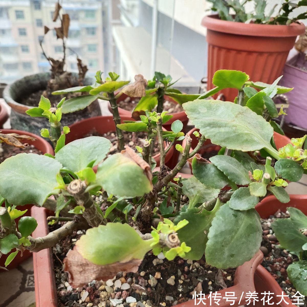 冬天容易黄叶的植物，不注意整盆都变黄，究竟哪里犯了错