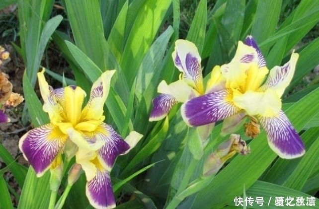 福运花|3种福运花,自带福气好养活,越热开花越旺,开成漂亮小花园!