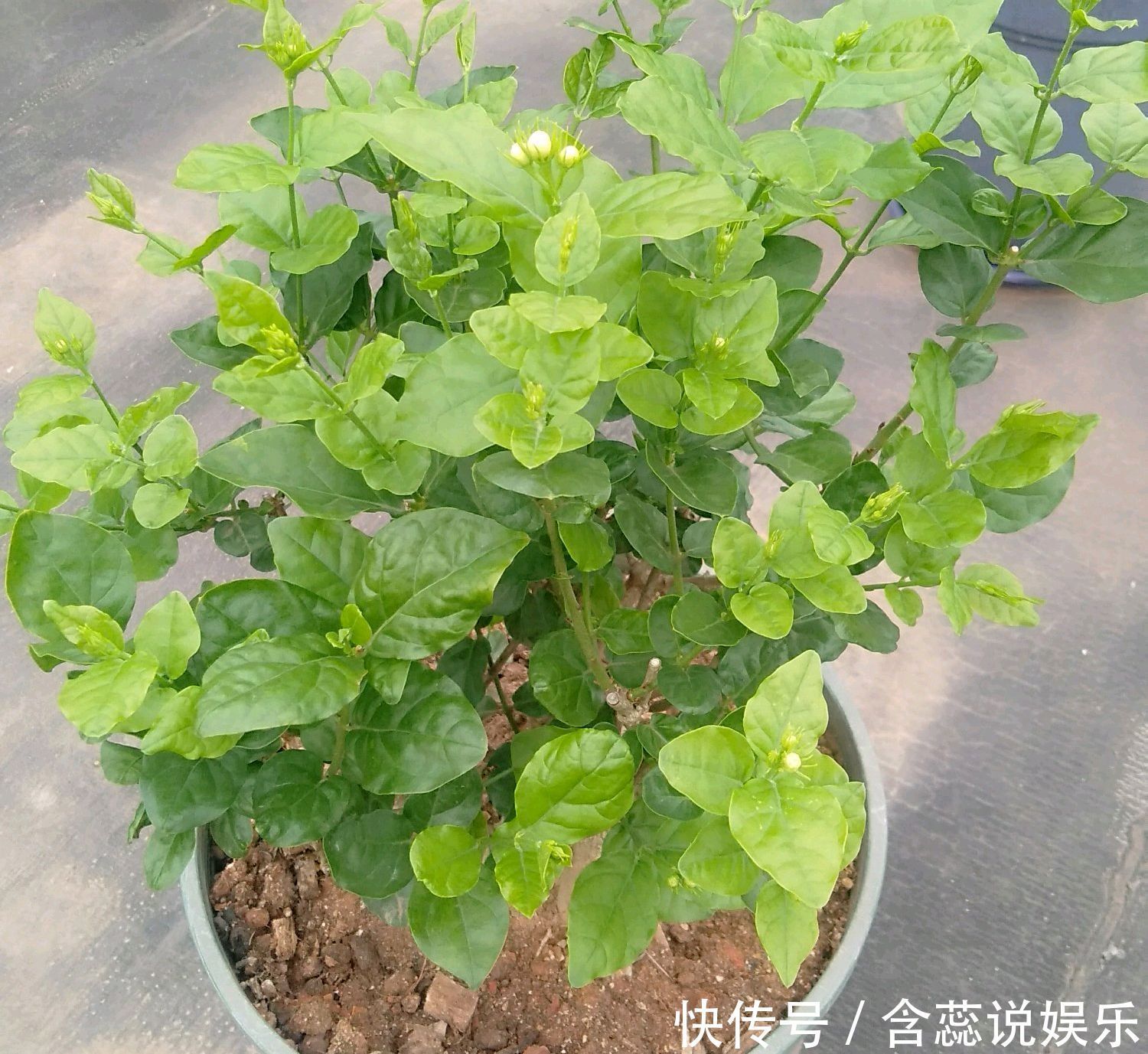 枝条|茉莉花总是不开花怪你剪错枝条,要明白茉莉花开花和枝条的关系