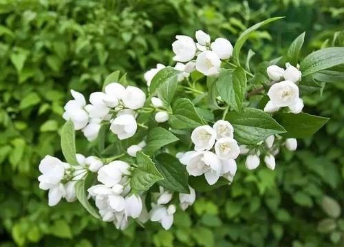 四种“开花多”的植物，几乎不用管，花开真漂亮！