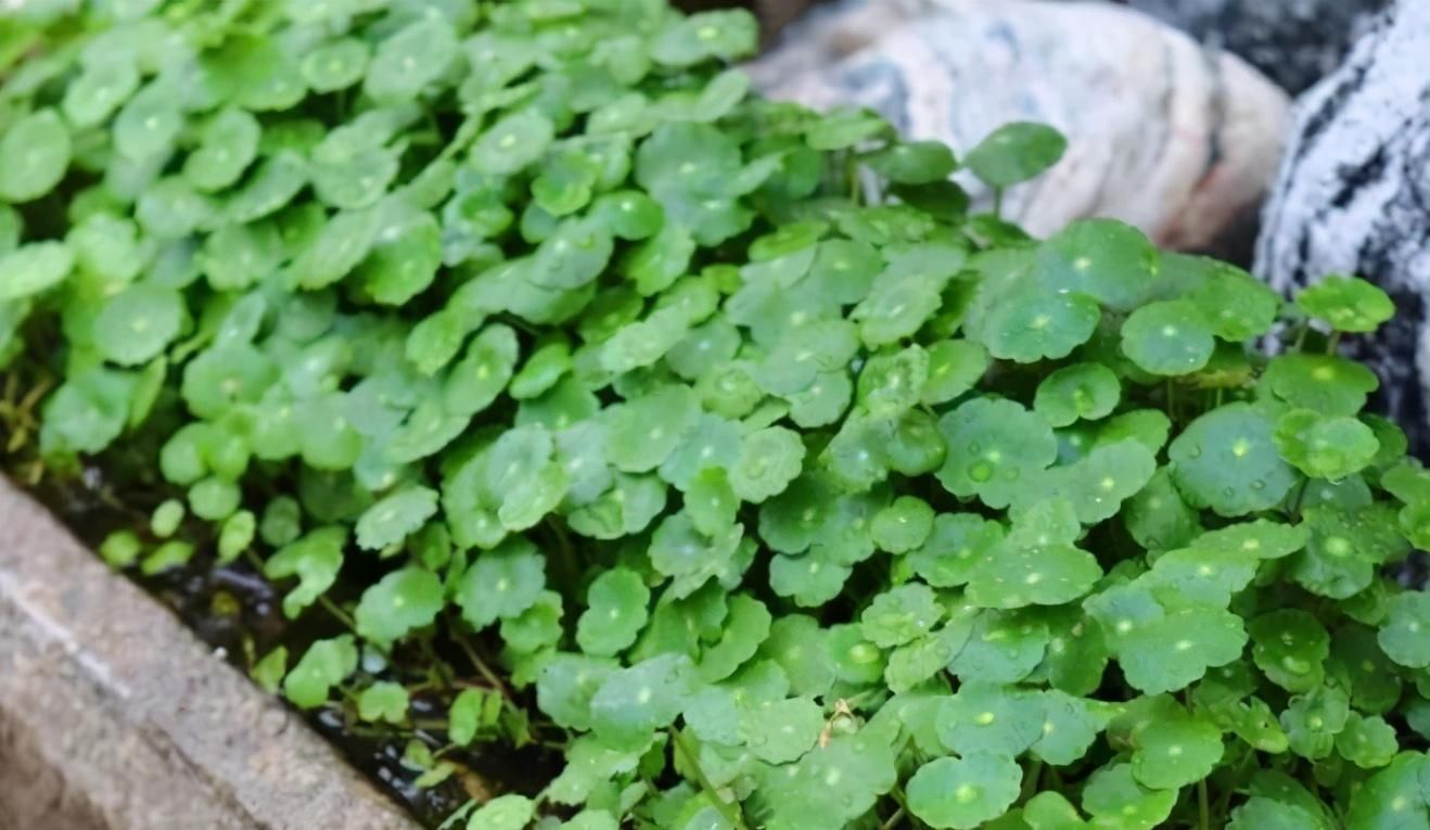 鸿运当头|4种自带“财气”的植物，家里养一盆，财源滚滚来