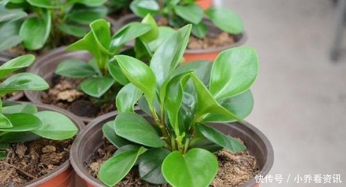 养花招“小飞虫”,1个“土办法”,小虫3天消灭光!