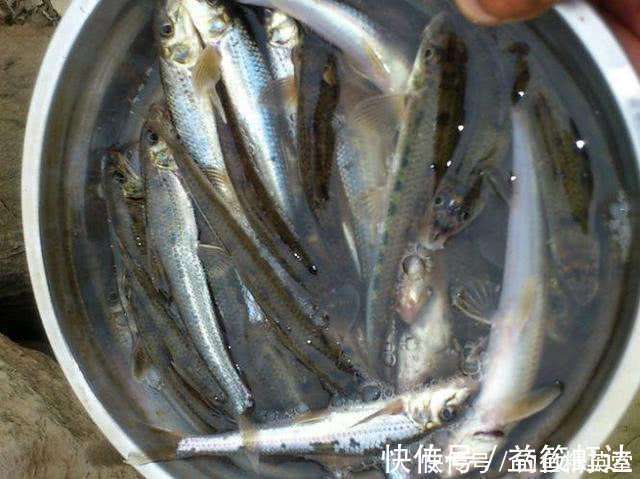 大别山下,淠水河中,此鱼甚多,我们本地人叫它“船钉”