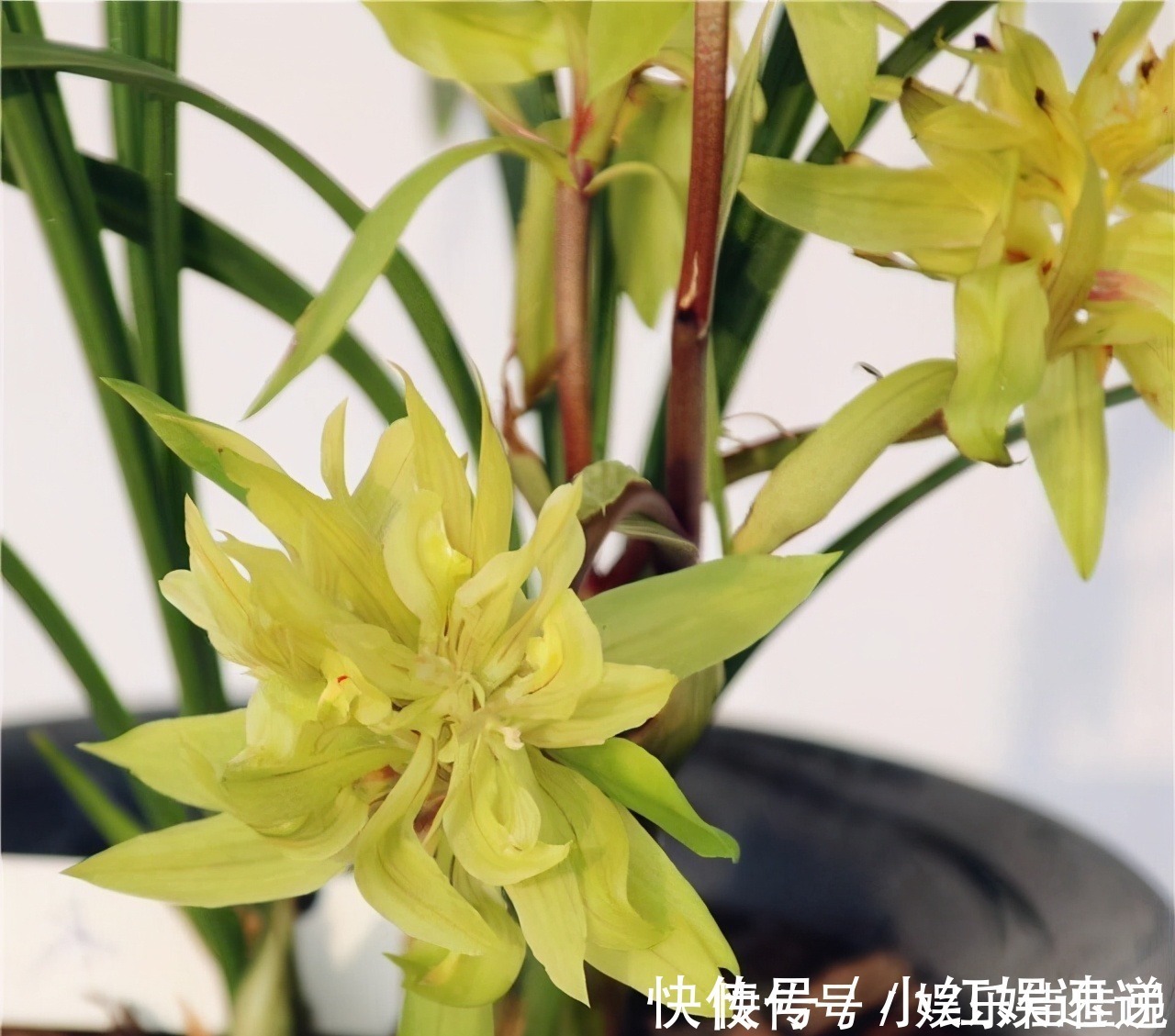 余蝴蝶|此兰花是“十大奇花”之首,花型奇特,曾千金一苗,现物美价廉