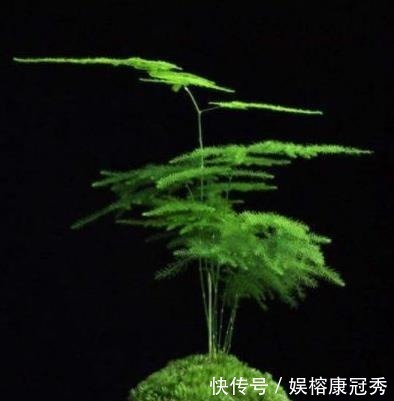 别傻傻把“云竹”当文竹养,“云竹”很贵重,区别养护别受骗!