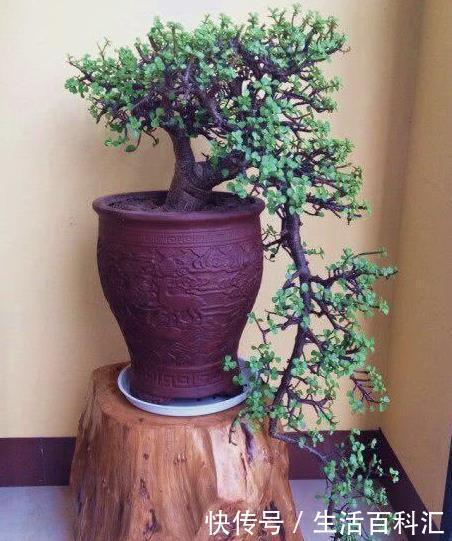 养金枝玉叶,一个小技巧,盆栽变成漂亮盆景,叶绿枝多姿态优美