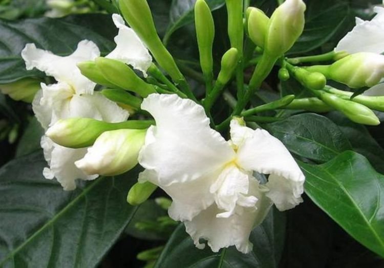 家里养上4种花，花朵大花期长，比牡丹还美，年年开花美翻