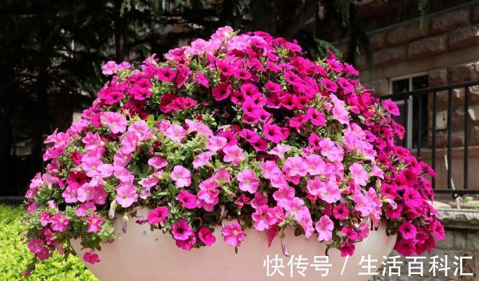 洋水仙|这4种花不易生病好养活,开花就爆盆,园艺新人小白入手不吃亏