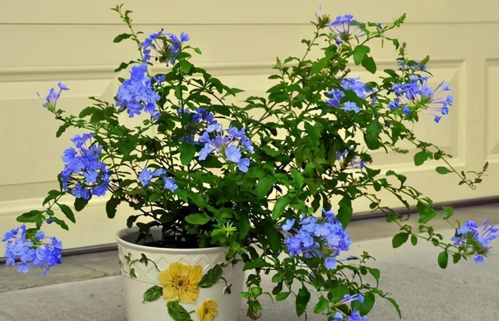 想要窗台美美哒，8种花草养起来，一晒就开花