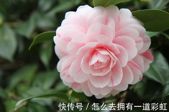 喜欢在家中养护花卉,就选择花期长,花色丰富,花色艳的5种花卉