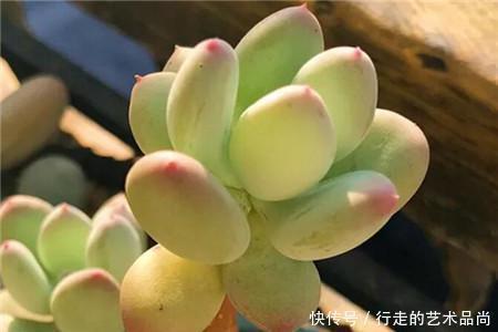 丽人|多肉十大美人,太阳一晒脸就红,胖成球的最好看!