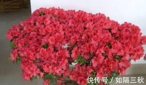 营养土|家庭养花,土从哪里来3个方法,不花一分钱,就能自制营养土了!