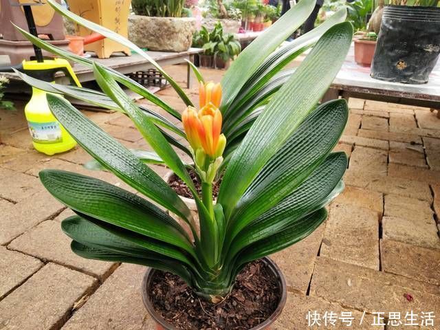 新叶|君子兰长出抽屉叶怎么办直接用刀割成开裆裤恢复吧