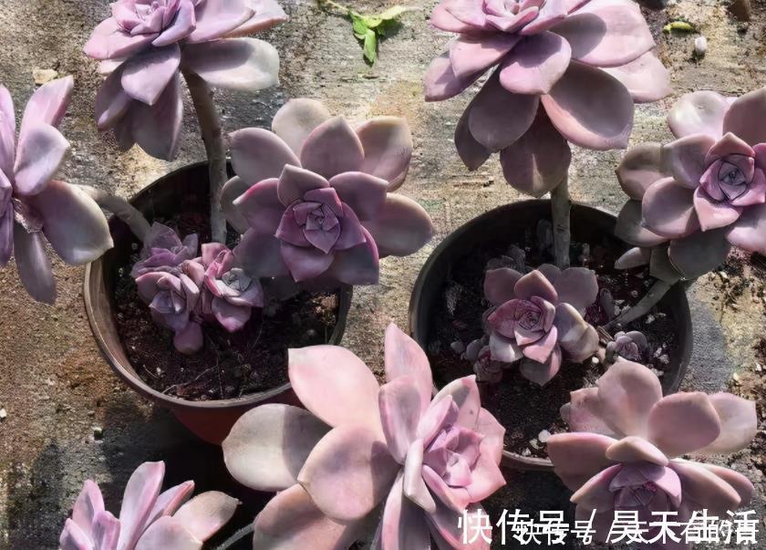 徒长|有1片叶子就能活的紫乐,夏季盆栽,注意3点才叶子肥美