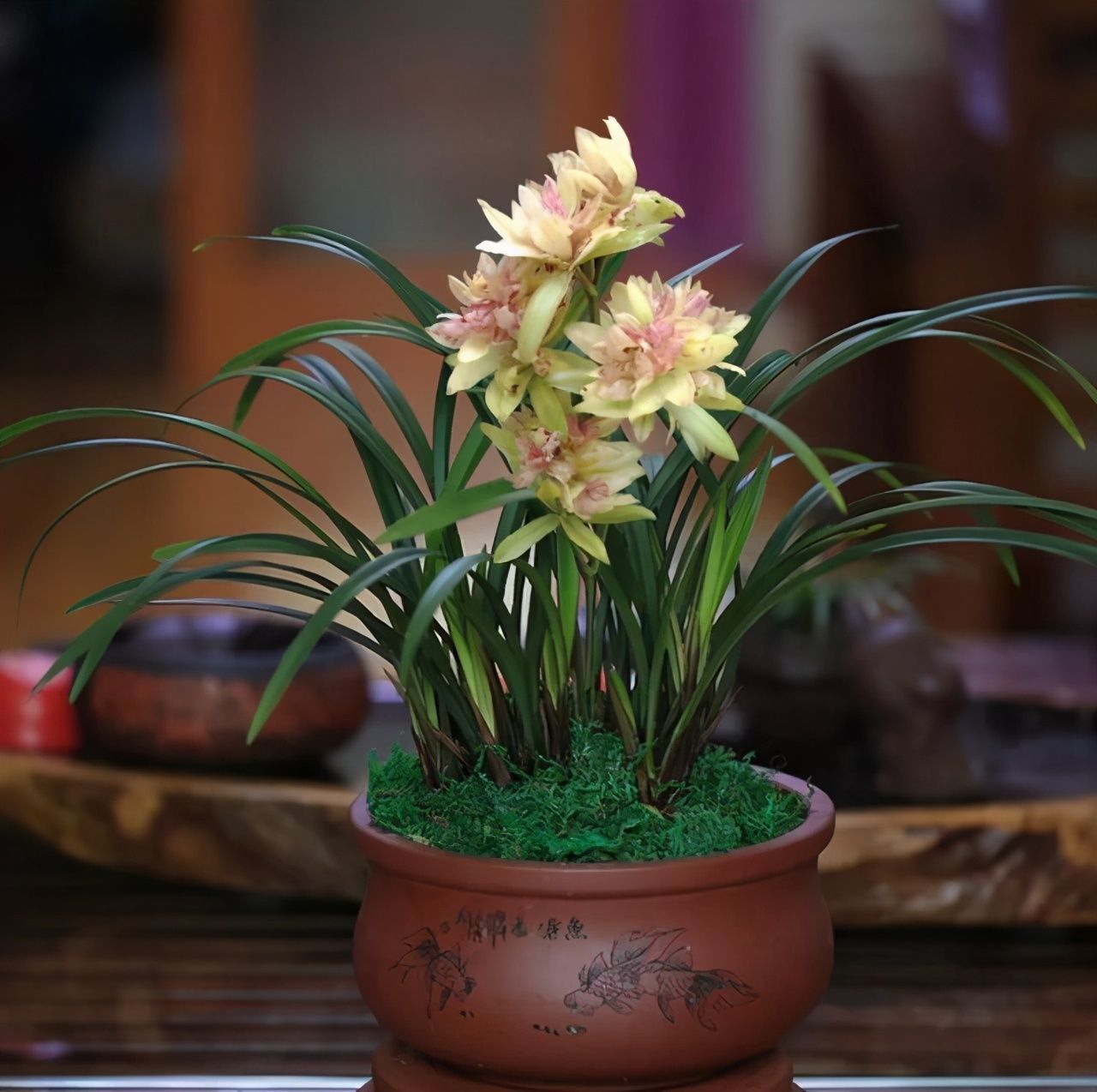 月季茶花看够了?养上这种兰花,自带仙气有奇香,一年开花多次