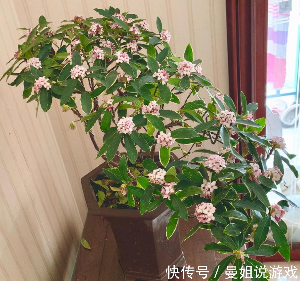 冬天想养开花植物,选这10种,冬季也能开花,而且香味十足