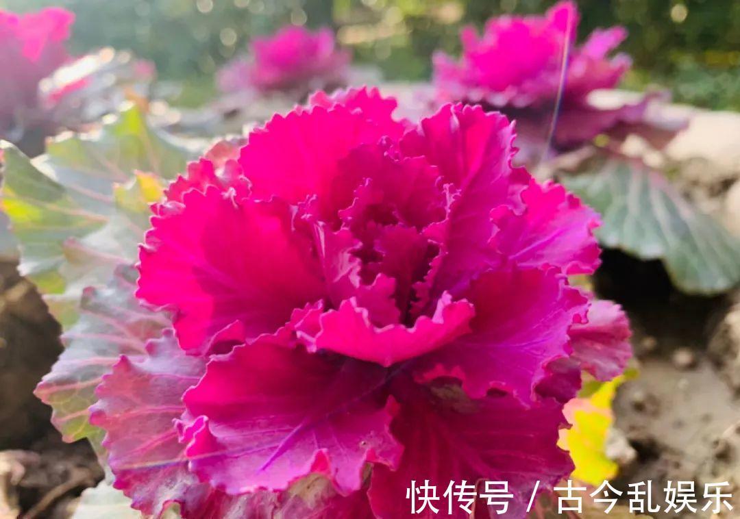天竺葵|适合秋天养的12种花,耐阴又耐寒,秋冬长得更精神