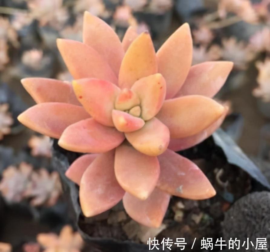 盘点9款上色快的多肉,皮实好养颜值高,适合新手和懒人