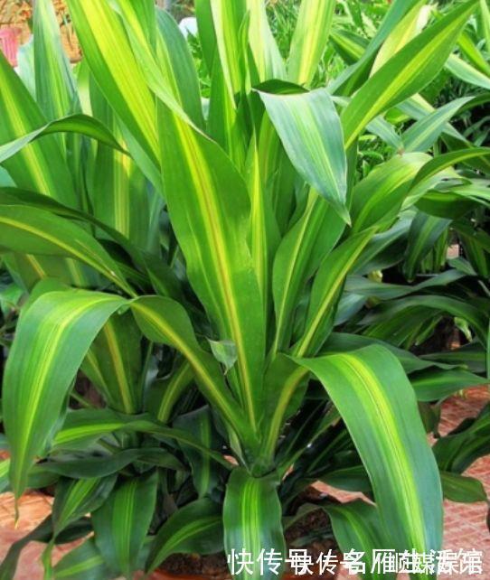 虎皮兰花|4种花养家里，好养又漂亮，几个月不浇水，照样长得旺