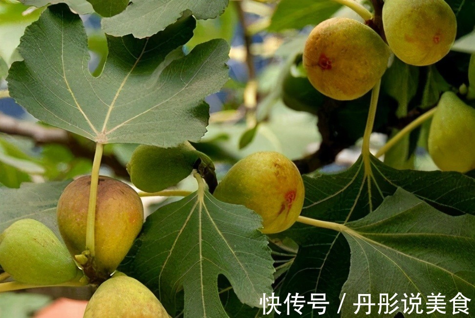 排毒养颜|冬天到了,女人多吃以下食物,抗衰老,排毒养颜