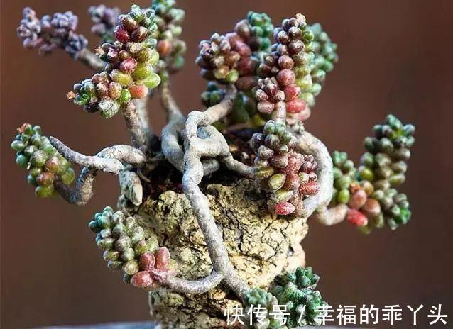4种新手也能养成老桩的多肉,个头虽小造型绝美,第4种老桩最出彩