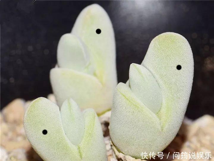鸾凤玉|今年最火的奇葩多肉,价格这么贵,还有人抢着买!
