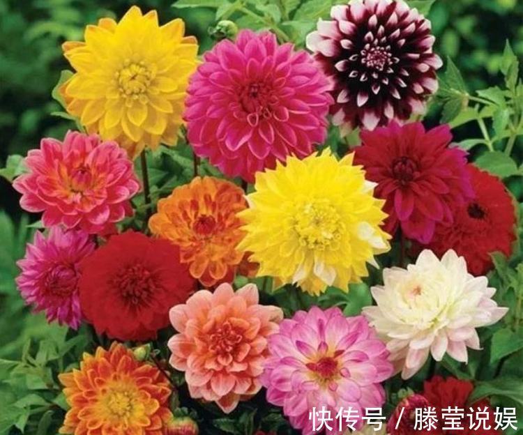 从5月23日开始,家养此款花卉,简单易成活,而且纯洁美