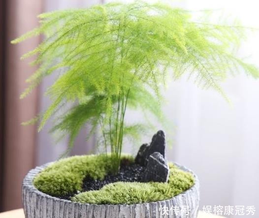 文竹|别傻傻把“云竹”当文竹养,“云竹”很贵重,区别养护别受骗!