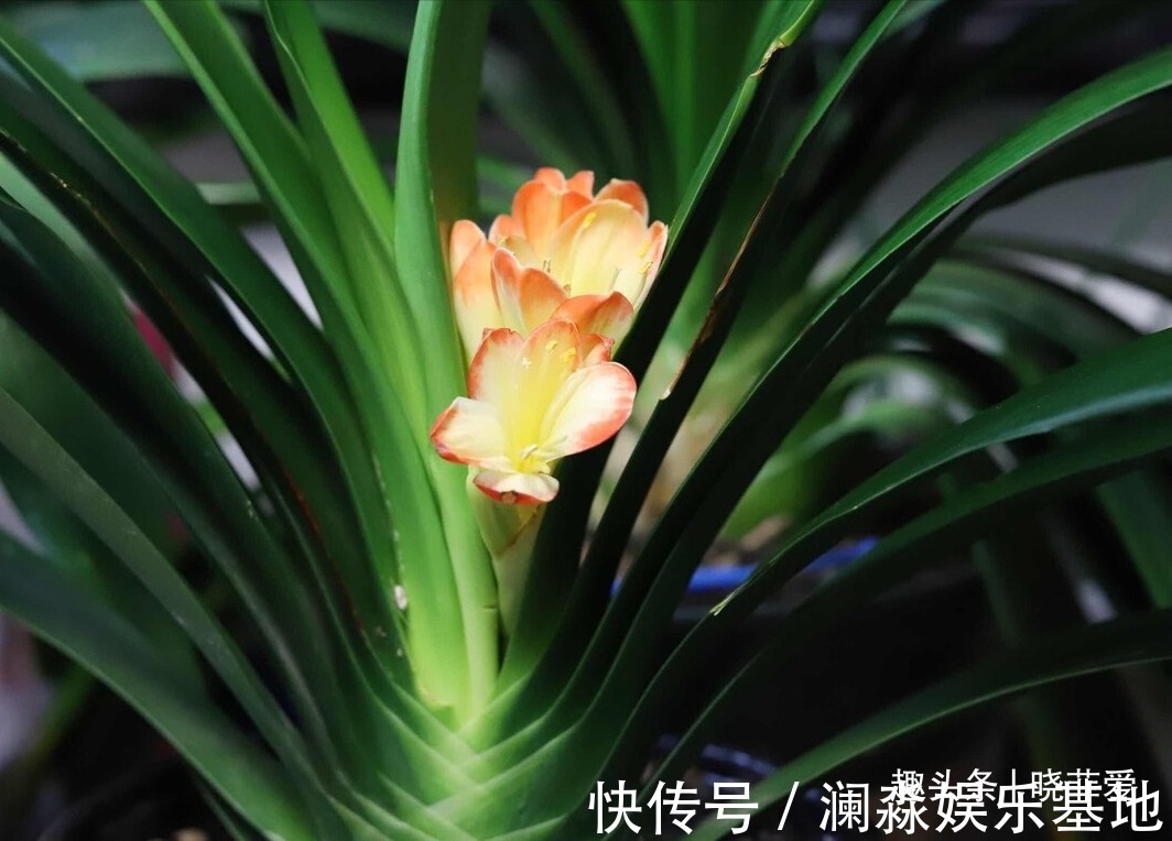 君子兰不开花,叶子有“信号”,你知道怎么把它养开花吗?