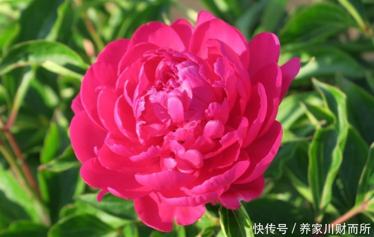 从4月26日开始，家养此款花卉，花朵粉嫩丰腴，绚丽夺目