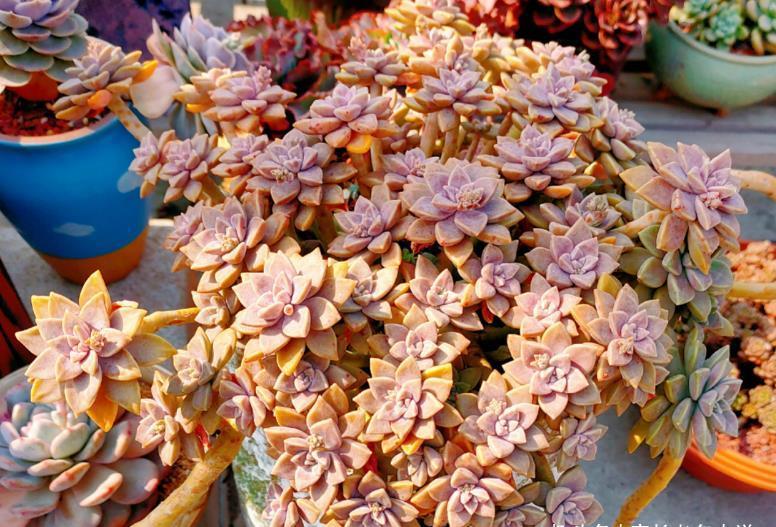 阿伦培阿伦培|寻找夏天能纯露养的多肉?那你怎么能错过粉嫩甜美的阿伦培呢?