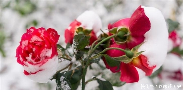 冬日明花月季四首:莫道花无百日红,此花无日不春风!