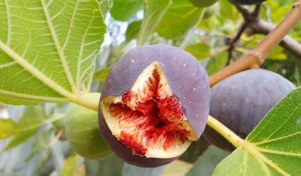 无花果|买这水果,就要挑“烂”的买,新鲜的不要,果店老板越烂越好吃