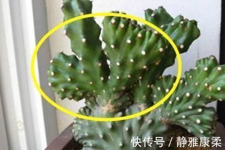 植物|万万不要在家里养这几种多肉，很多人不懂都爱养，长大带有剧毒的