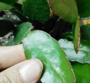 春天养花,掰个“新芽”塞盆里,15天生根长叶,养好还开花