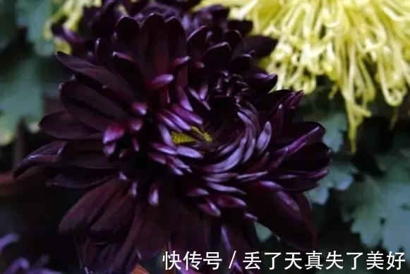 6款黑色鲜花!养过一种就是大神!