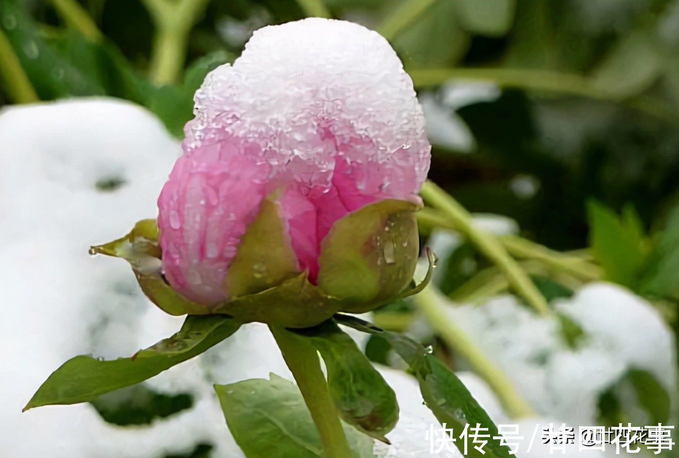 6种花要“春化”，低温冻冻才开花，冬天太暖和，春天不见花